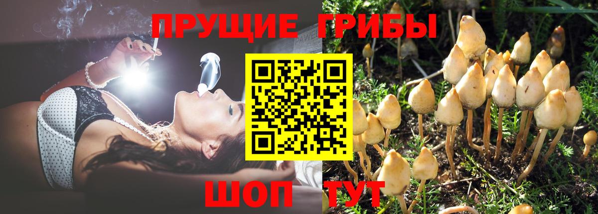 Псилоцибиновые грибы Psilocybe Нарьян-Мар
